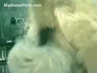 Lovely [ Beastiality Porn XXX ] white wife is getting fucked on the beach by her resigned dog